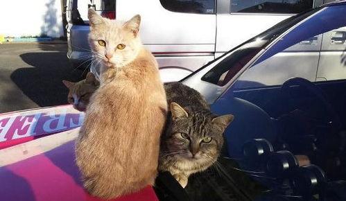 吃瓜群众视频猫咪,萌宠版“娱乐圈”幕后花絮大揭秘